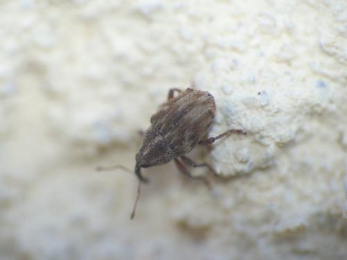 Réf. 244 725 : Trichosirocalus troglodytes
